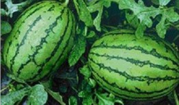 还有什么水果瓜可以吃,探索更多美味瓜果的选择