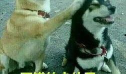 吃瓜改成吃狗头的名字,揭秘“吃狗头”背后的网络文化现象