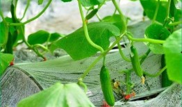 肺炎可以吃白瓜,白瓜助力康复之旅