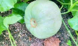 田瓜咋吃,解锁美味新体验