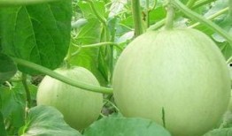 吃瓜随凡全集,揭秘娱乐圈背后的真实故事