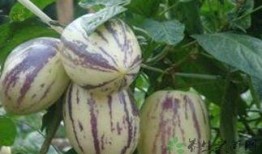 正在吃西药可以吃茄瓜吗