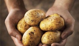 六六吃瓜芽土豆,探寻美食背后的故事与魅力