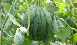 京瓜花怎么吃,创意烹饪指南