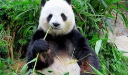 香果熊猫吃瓜,香果熊猫的夏日瓜果盛宴