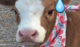 抖音吃瓜鼠,揭秘网红圈幕后故事