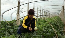 马小户吃瓜直播