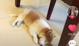 抖音吃瓜鼠,揭秘网红圈幕后故事