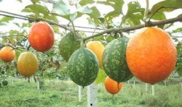 吊瓜叶鲤鱼吃吗,美味还是不宜食用之谜