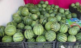 逛瓜园有吃瓜的没有,品味甜蜜，共享悠闲时光