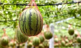 香榭湖吃瓜,吃瓜群众的欢乐盛宴