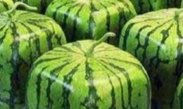 瓜冷冻还敢吃吗,揭秘冷冻瓜还能否放心享用