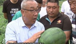 张博士吃瓜经济,吃瓜经济现象背后的社会文化洞察