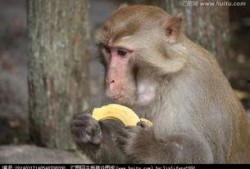 猴子吃瓜配音,笑料横生