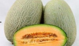 去哈尔滨吃哈密瓜,哈密瓜的甜蜜邂逅