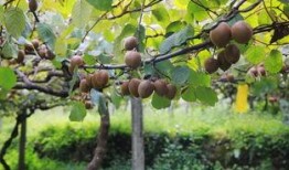 红安县吃瓜,探寻红安特色美食之旅