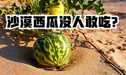 吃沙漠瓜的季节