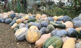 卖瓜大叔说想用瓜换面吃,智慧生活新篇章