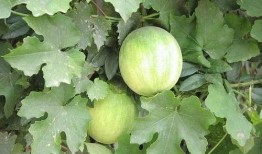 正在吃西药可以吃茄瓜吗