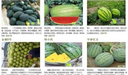 吃瓜的鉴定方法