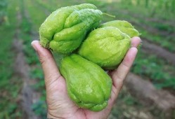 6月可以吃的瓜,6月必尝的时令美味