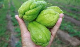 6月可以吃的瓜,6月必尝的时令美味