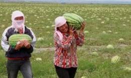 朋友吃瓜最积极,揭秘朋友间的瓜田乐