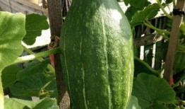 吃瓜吃的很快怎么形容,揭秘吃瓜群众的“快消”现象