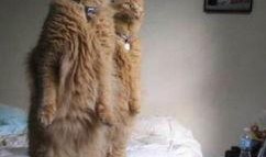 喝可乐的猫吃瓜