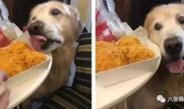 带你吃瓜之像狗的明星,带你揭秘那些像狗的明星们