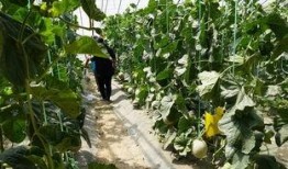 吃小区的瓜视频,吃瓜群众的热议焦点