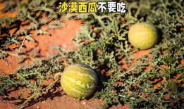 吃沙漠瓜的季节