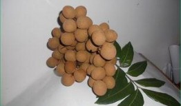 肺炎可以吃白瓜,白瓜助力康复之旅