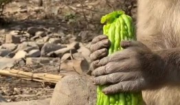 猴子吃瓜配音,笑料横生