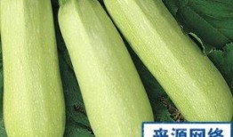 产妇怎么吃角瓜,角瓜营养食谱解析