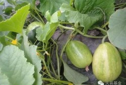 小瓜可以怎样吃,创意吃法大盘点