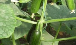 吃瓜小组文雅名称,探寻“吃瓜小组”的文雅魅力