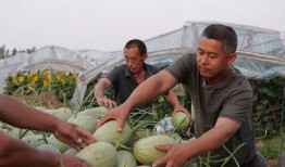 佤邦吃瓜,吃瓜也能吃出风情万种