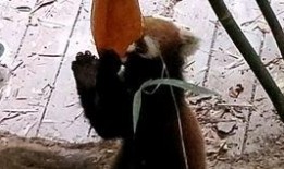 吃瓜浣熊,揭秘动物界的“美食评论家”