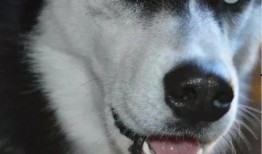 抖音吃瓜电钻哈士奇,电钻挑战哈士奇吃瓜，萌宠搞笑瞬间引网友爆笑