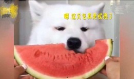 吃瓜什么声音好听,探寻夏日消暑的听觉盛宴