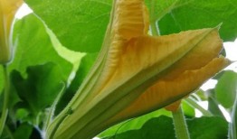 线瓜花可以吃,线瓜花的美味之旅