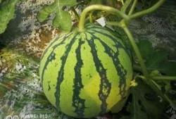 五万人吃瓜,一场别开生面的“吃瓜”狂欢