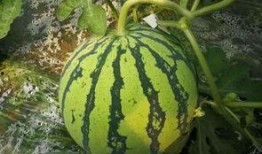 五万人吃瓜,一场别开生面的“吃瓜”狂欢