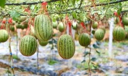 香榭湖吃瓜,吃瓜群众的欢乐盛宴