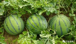江边吃瓜很甜,甜蜜滋味尽享其中