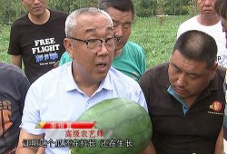 张博士吃瓜经济,吃瓜经济现象背后的社会文化洞察