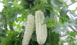 副子瓜怎么吃,解锁美味新体验