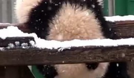 吃瓜小熊周也,揭秘娱乐圈背后的那些事儿