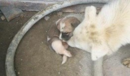 母狗吃山瓜吗,探究它们是否吃山瓜